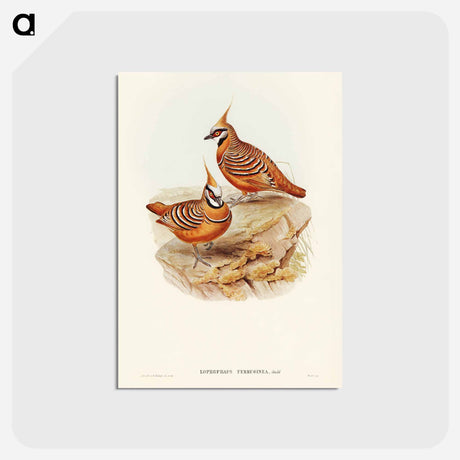 アートポストカード-Rust-coloured Bronzewing
 - ジョン グールド Postcard.