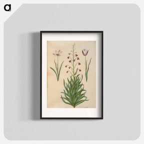 アートポスター-Tulipa clusiana and Fritillaria persica
 - マリア ジビーラ メーリアン Poster.