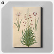 アートパネル-Tulipa clusiana and Fritillaria persica
 - マリア ジビーラ メーリアン Canvas.