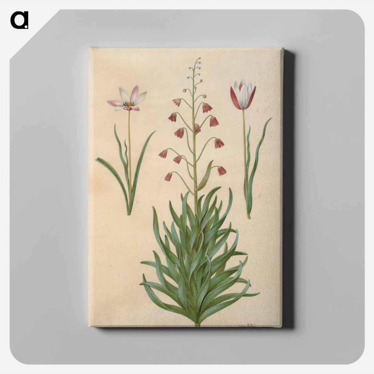 アートパネル-Tulipa clusiana and Fritillaria persica
 - マリア ジビーラ メーリアン Canvas.