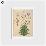 アートポストカード-Tulipa clusiana and Fritillaria persica
 - マリア ジビーラ メーリアン Postcard.