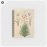 アートメモ帳-Tulipa clusiana and Fritillaria persica
 - マリア ジビーラ メーリアン Memo.