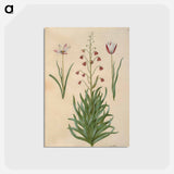 アートポストカード-Tulipa clusiana and Fritillaria persica
 - マリア ジビーラ メーリアン Postcard.