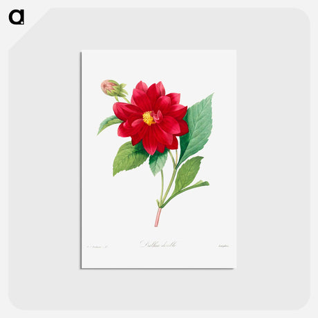 アートポストカード-Dahlia double - ピエール ジョゼフ ルドゥーテ Postcard.