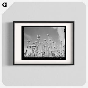 アートポスター-Onion Plants Gone to Seed
 - ラッセル リー Poster.