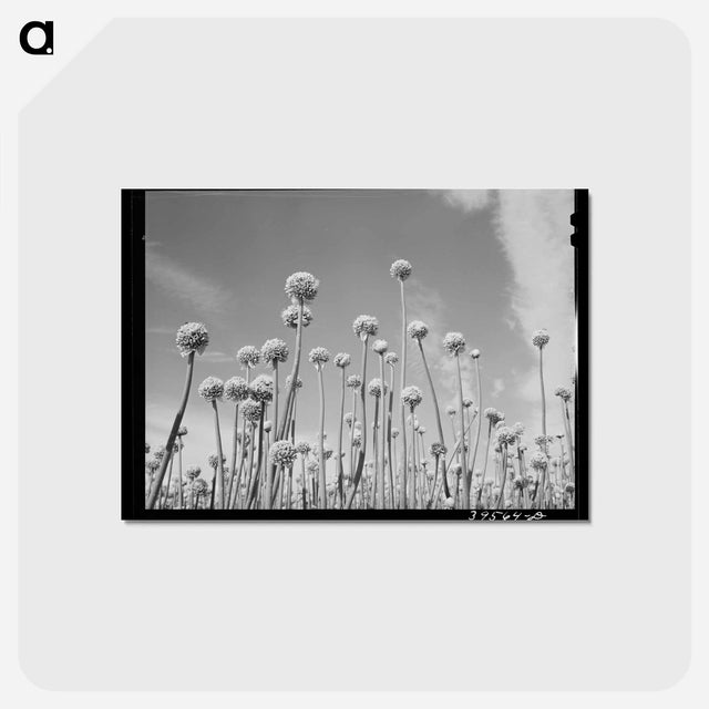アートポストカード-Onion Plants Gone to Seed
 - ラッセル リー Postcard.