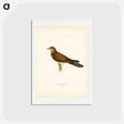 アートポストカード-Common Cuckoo
 - スヴェンスカ フォグラル Postcard.