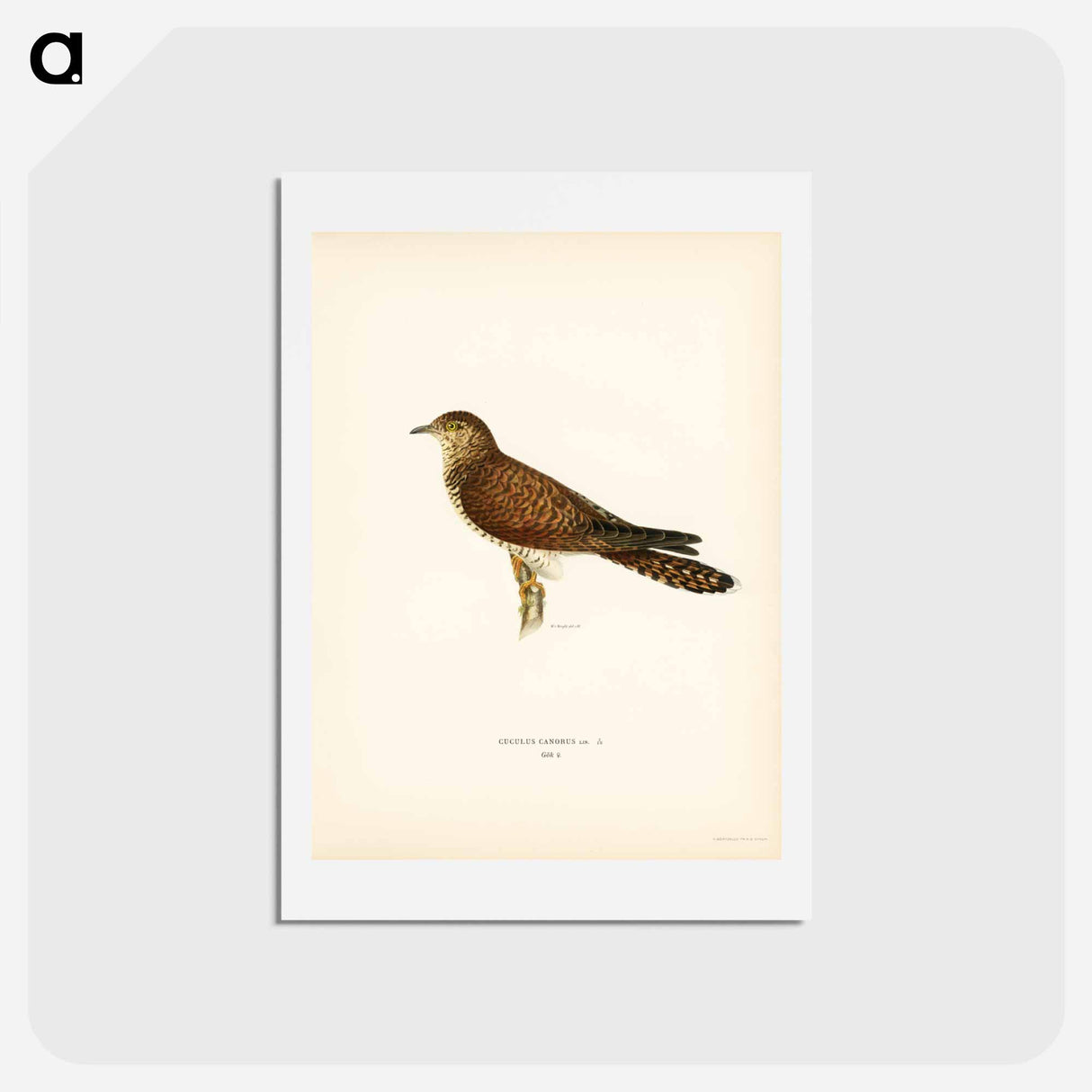 アートポストカード-Common Cuckoo
 - スヴェンスカ フォグラル Postcard.