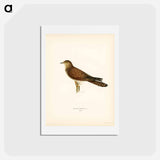 アートポストカード-Common Cuckoo
 - スヴェンスカ フォグラル Postcard.