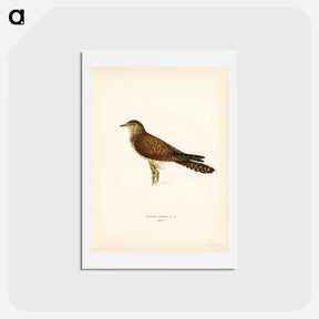 アートポストカード-Common Cuckoo
 - スヴェンスカ フォグラル Postcard.