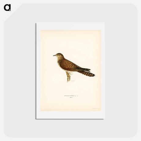 アートポストカード-Common Cuckoo
 - スヴェンスカ フォグラル Postcard.