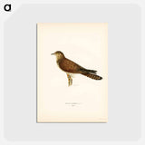 アートポストカード-Common Cuckoo
 - スヴェンスカ フォグラル Postcard.
