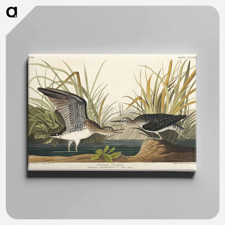 アートパネル-Solitary Sandpiper from Birds of America
 - アメリカの鳥たち Canvas.