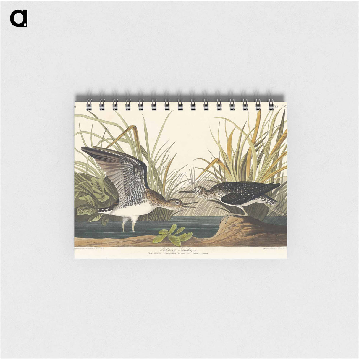 アートメモ帳-Solitary Sandpiper from Birds of America
 - アメリカの鳥たち Memo.