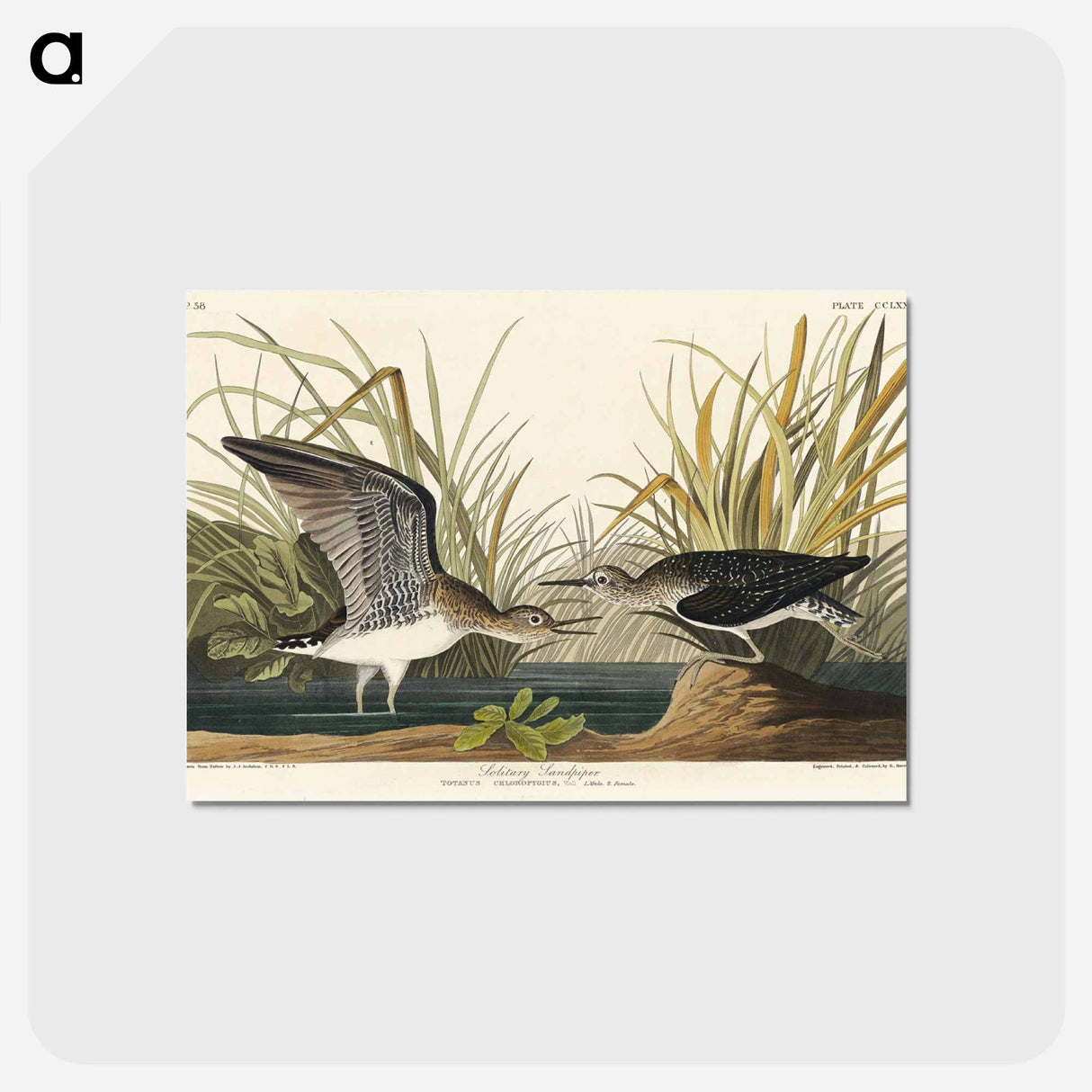 アートポストカード-Solitary Sandpiper from Birds of America
 - アメリカの鳥たち Postcard.