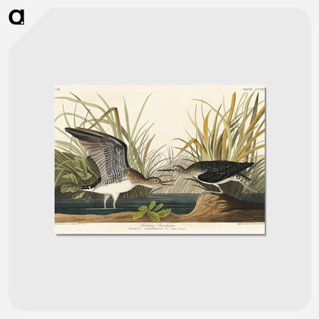 アートポストカード-Solitary Sandpiper from Birds of America
 - アメリカの鳥たち Postcard.