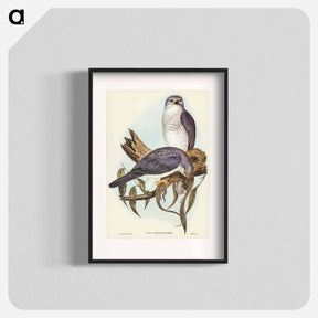 アートポスター-New Holland Goshawk
 - オーストラリアの鳥 Poster.