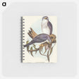 アートメモ帳-New Holland Goshawk
 - オーストラリアの鳥 Memo.