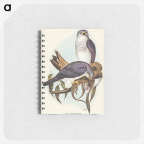 アートメモ帳-New Holland Goshawk
 - オーストラリアの鳥 Memo.
