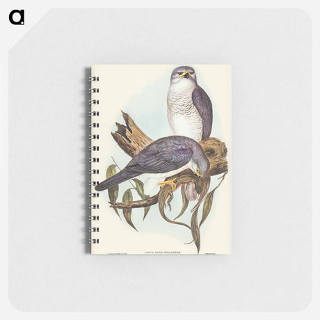アートメモ帳-New Holland Goshawk
 - オーストラリアの鳥 Memo.
