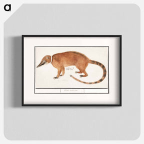アートポスター-Red nose bear or coatimundi - アンセルムス ボエティウス デ ブート Poster.