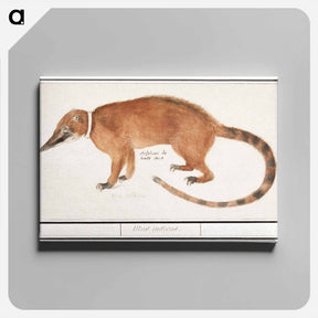 アートパネル-Red nose bear or coatimundi - アンセルムス ボエティウス デ ブート Canvas.