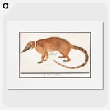 Red nose bear or coatimundi - アンセルムス ボエティウス デ ブート Poster.