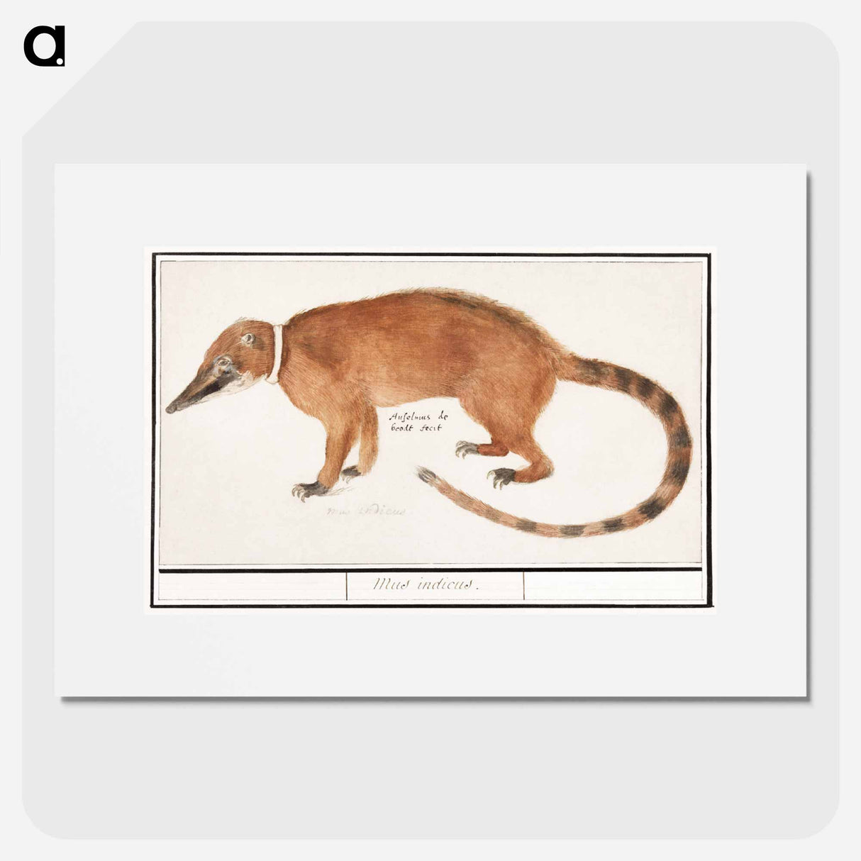 Red nose bear or coatimundi - アンセルムス ボエティウス デ ブート Poster.