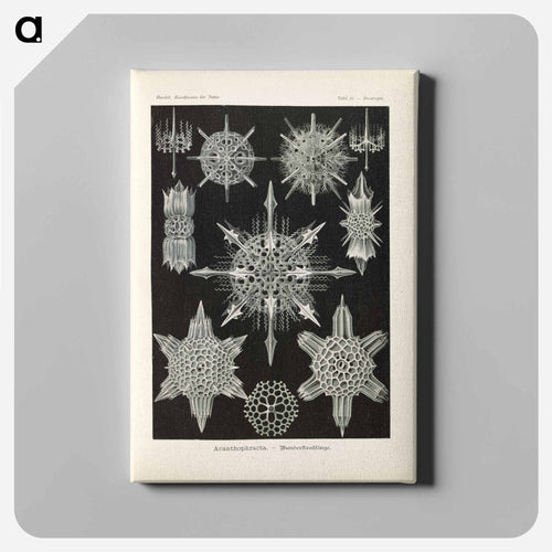 Marine life illustration - エルンスト ヘッケル Canvas.