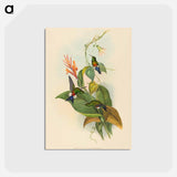 アートポストカード-Coppery-vented Puff-Leg
 - ジョン グールド Postcard.