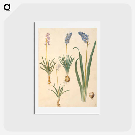 アートポストカード-Bellflowers
 - マリア ジビーラ メーリアン Postcard.