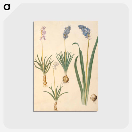 アートポストカード-Bellflowers
 - マリア ジビーラ メーリアン Postcard.