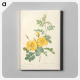 アートパネル-Rose illustration - ピエール ジョゼフ ルドゥーテ Canvas.