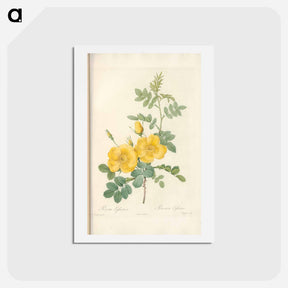 アートポストカード-Rose illustration - ピエール ジョゼフ ルドゥーテ Postcard.