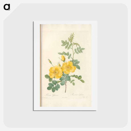 アートポストカード-Rose illustration - ピエール ジョゼフ ルドゥーテ Postcard.