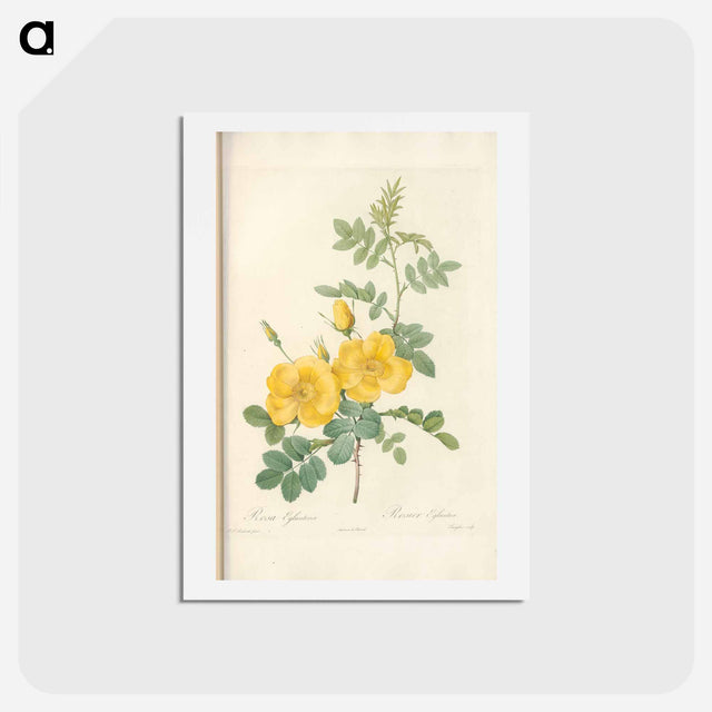 アートポストカード-Rose illustration - ピエール ジョゼフ ルドゥーテ Postcard.