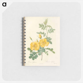 アートメモ帳-Rose illustration - ピエール ジョゼフ ルドゥーテ Memo.