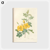 アートポストカード-Rose illustration - ピエール ジョゼフ ルドゥーテ Postcard.