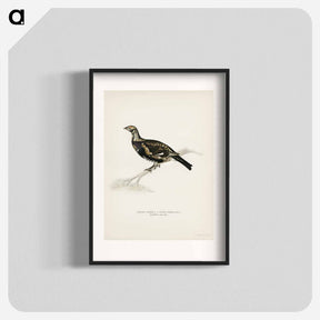 アートポスター-Hybrid Grouse-Ptarmigan
 - スヴェンスカ フォグラル Poster.