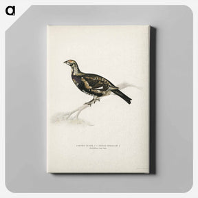 アートパネル-Hybrid Grouse-Ptarmigan
 - スヴェンスカ フォグラル Canvas.