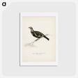 アートポストカード-Hybrid Grouse-Ptarmigan
 - スヴェンスカ フォグラル Postcard.