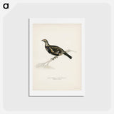 アートポストカード-Hybrid Grouse-Ptarmigan
 - スヴェンスカ フォグラル Postcard.