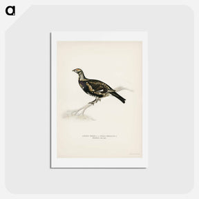 アートポストカード-Hybrid Grouse-Ptarmigan
 - スヴェンスカ フォグラル Postcard.