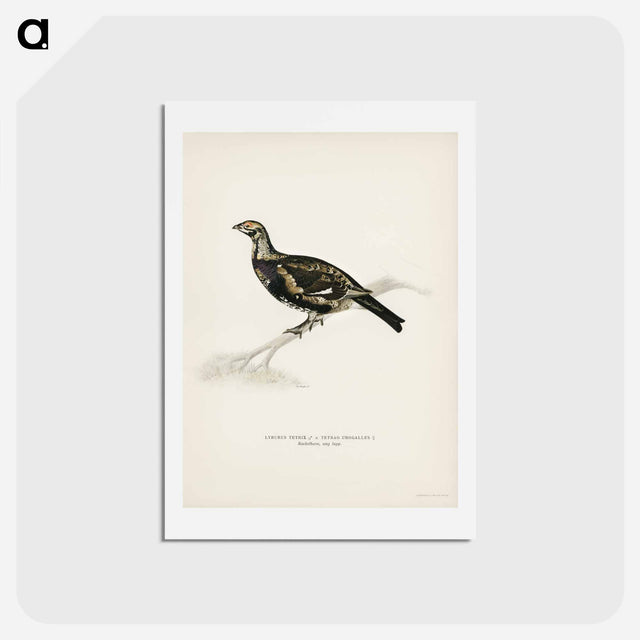 アートポストカード-Hybrid Grouse-Ptarmigan
 - スヴェンスカ フォグラル Postcard.