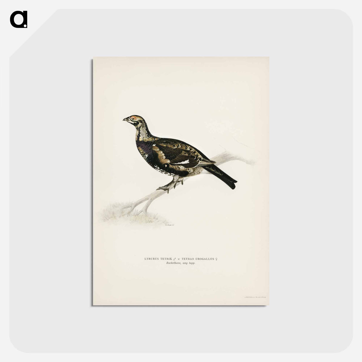 アートポストカード-Hybrid Grouse-Ptarmigan
 - スヴェンスカ フォグラル Postcard.
