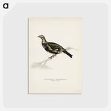 アートポストカード-Hybrid Grouse-Ptarmigan
 - スヴェンスカ フォグラル Postcard.