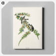 アートパネル-Pine Finch from Birds of America
 - アメリカの鳥たち Canvas.
