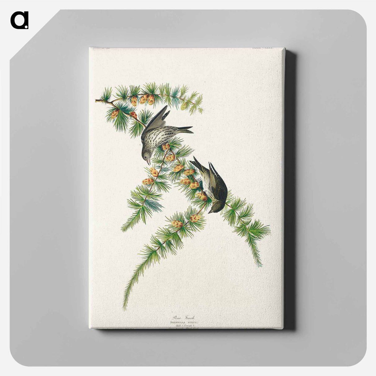 アートパネル-Pine Finch from Birds of America
 - アメリカの鳥たち Canvas.