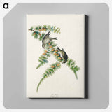 アートパネル-Pine Finch from Birds of America
 - アメリカの鳥たち Canvas.