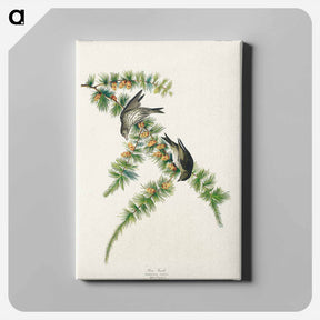 アートパネル-Pine Finch from Birds of America
 - アメリカの鳥たち Canvas.